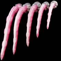 Dragondildostore